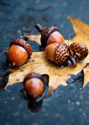 Autumn acorns